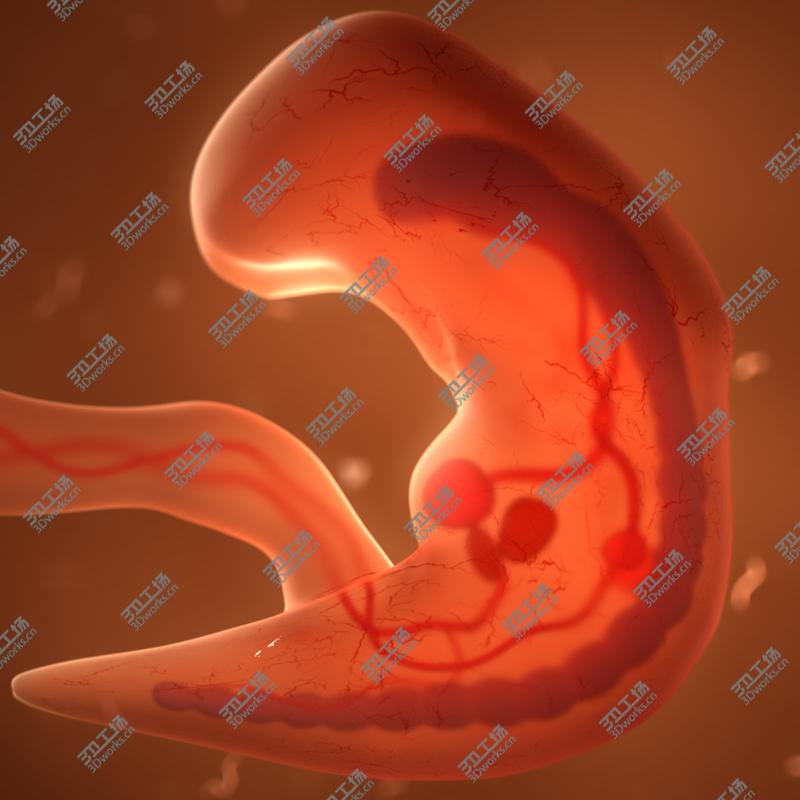 images/goods_img/20210113/Human embryo fetus with internal organs - Animation of development 3D model/2.jpg